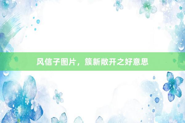 风信子图片，簇新敞开之好意思